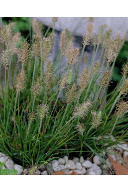 Pennisetum alopecuroides Little Bunny 